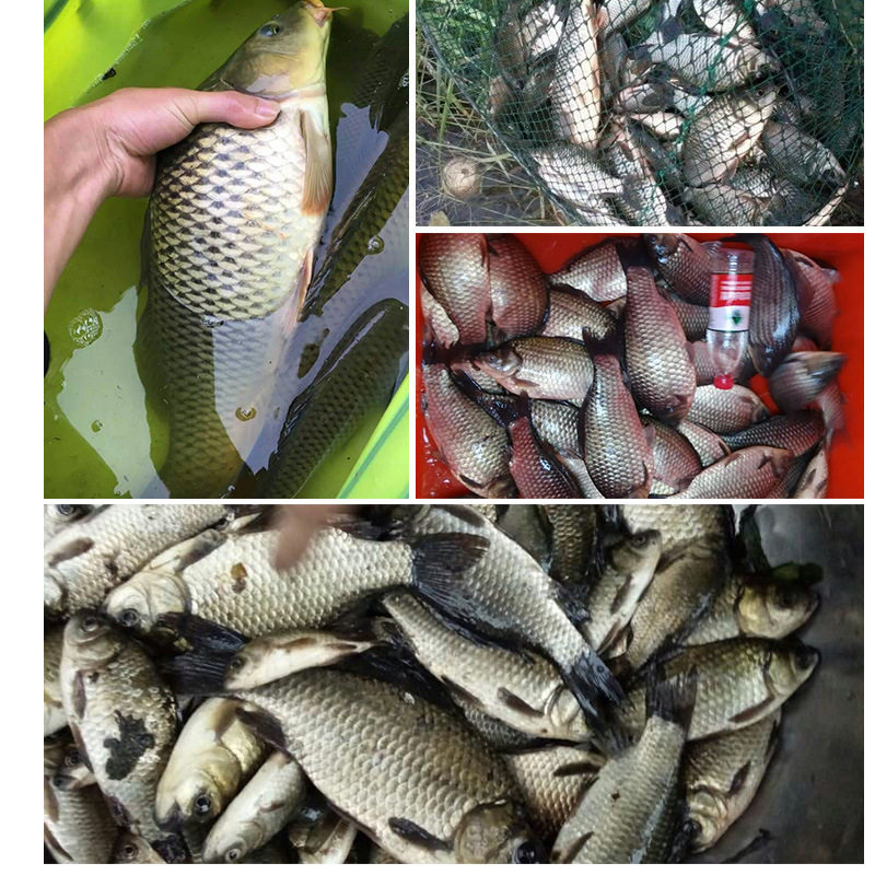 饵料黑坑野钓鲤鱼小药臭底型高端高浓缩添加剂活饵/谷麦饵等饵料,淘宝优惠券,粉丝福利购,淘宝优惠卷