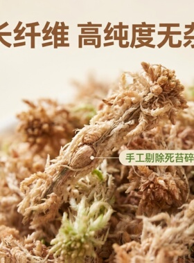 智利水苔进口毛毛虫蝴蝶兰鹿角撅专用七星干苔藓营养土爬宠垫材
