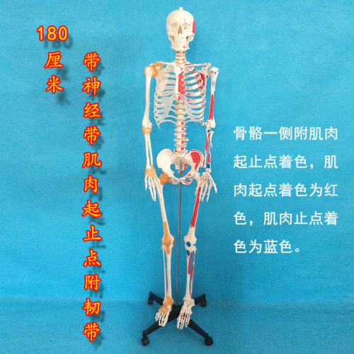 45cm85cm170cm人体骨骼模型美术瑜伽教学摆件白骷髅全身脊椎骨架 - 图1