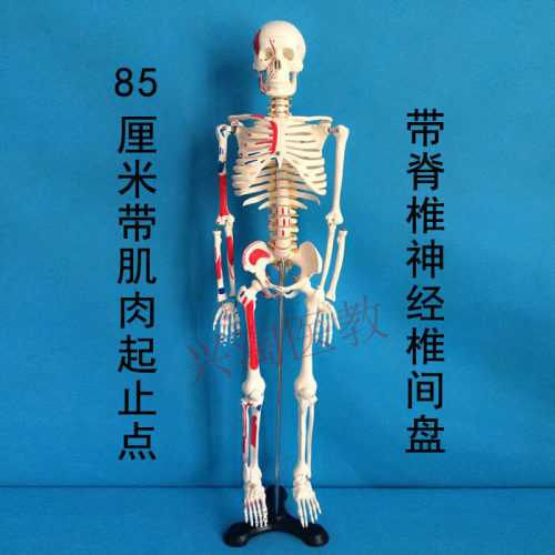 45cm85cm170cm人体骨骼模型美术瑜伽教学摆件白骷髅全身脊椎骨架 - 图2