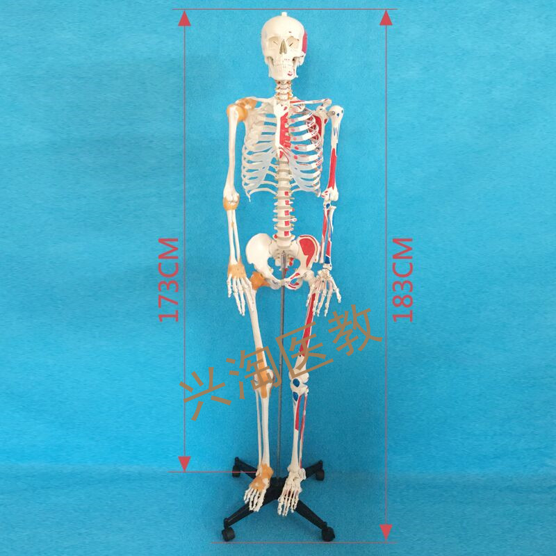 170cm人体大骨骼模型成人全身解剖骷髅骨架180cm医学教学脊椎可拆 - 图0