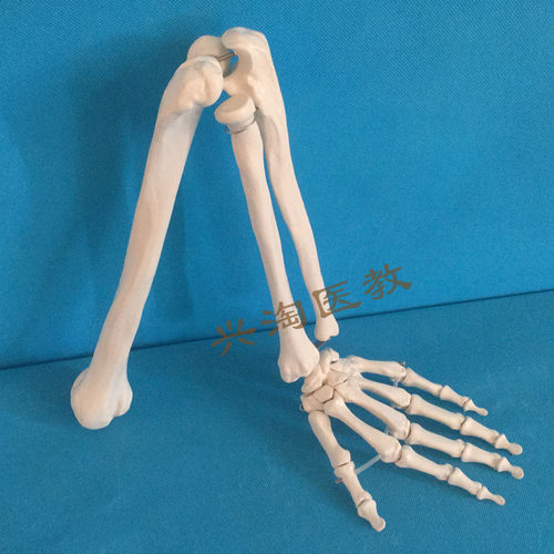 上肢手指关节下肢大腿骨脚掌模型 脚骨脚模型带胫腓骨和股骨模型 - 图2