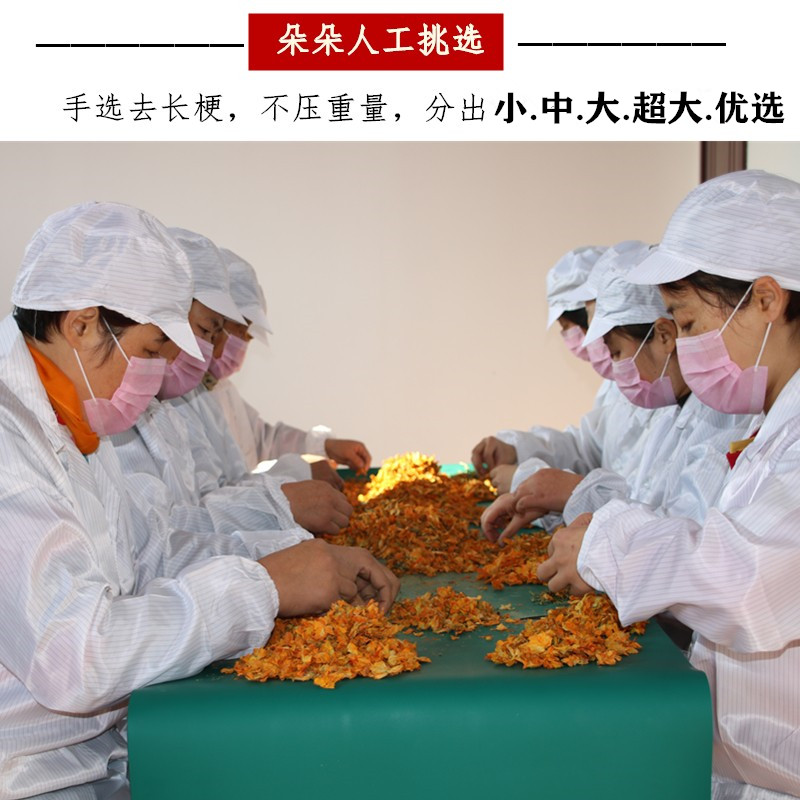 内蒙超大一杯一朵6CM特选金莲花 大花天然兴安岭原始森林大40朵