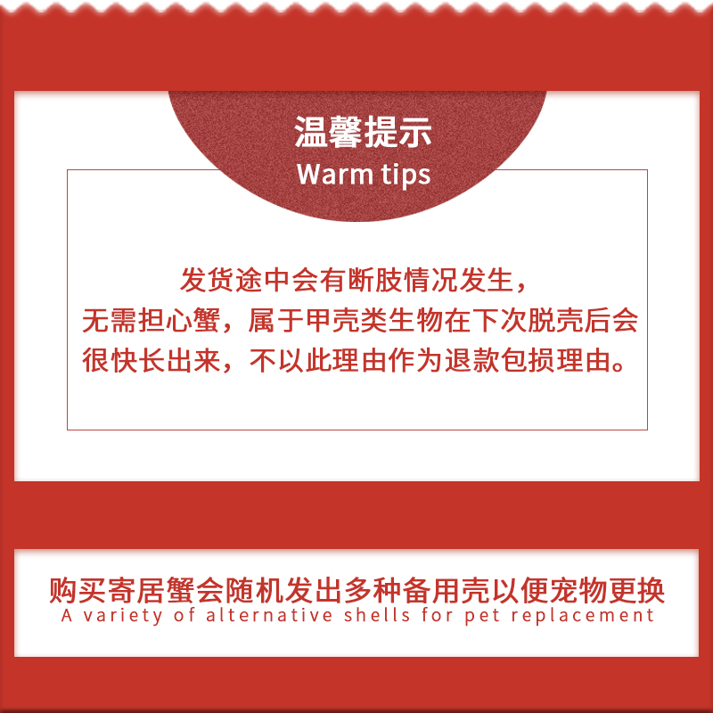 寄居蟹宠物淡水活物草莓短腕陆地寄居蟹活体超大观赏蟹包邮包活-图1