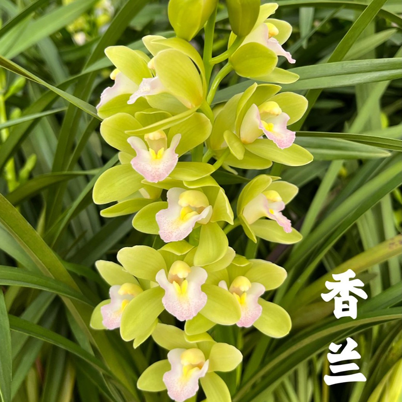 特A级香水香兰 年宵花卉冬季带花苞兰花室内花卉绿植盆栽好养活