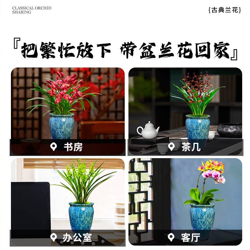 兰花苗建兰天红四季好养花夏带花苞浓香室内客厅植物花卉绿植盆栽,淘宝优惠券,粉丝福利购,淘宝优惠卷