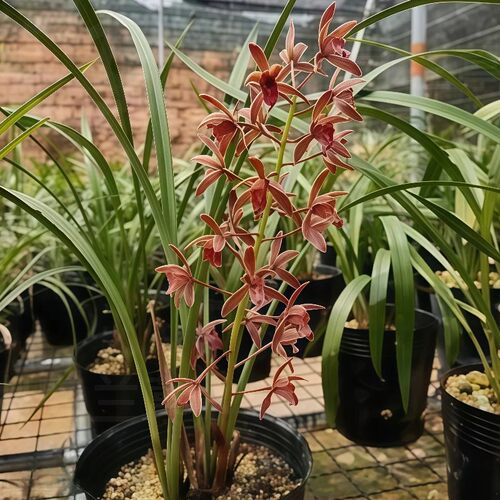 兰花苗吊兰蜜蜂兰建兰引蜂多花浓香型兰草花卉盆栽绿植正宗兰花 - 图3