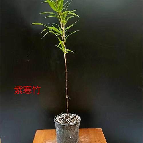 日本朱竹红寒竹紫寒竹红竹红观音竹 内门竹 室内可水培绿植盆栽 - 图0