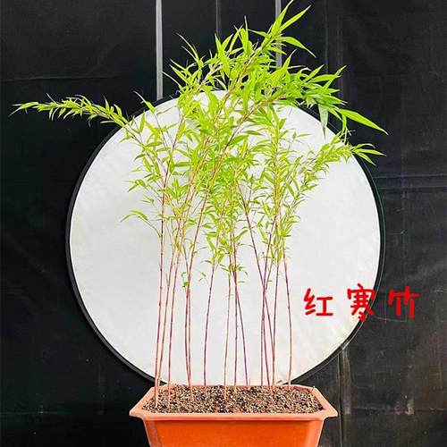 日本朱竹红寒竹紫寒竹红竹红观音竹 内门竹 室内可水培绿植盆栽 - 图1