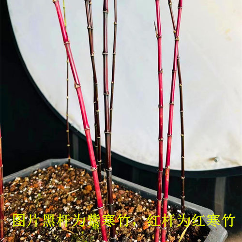 日本朱竹红寒竹紫寒竹红竹红观音竹 内门竹 室内可水培绿植盆栽 - 图2