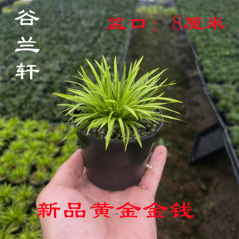 稀有品种黄金金钱菖蒲草盆景室内水培附石盆栽适合古法养鱼绿植 - 图1