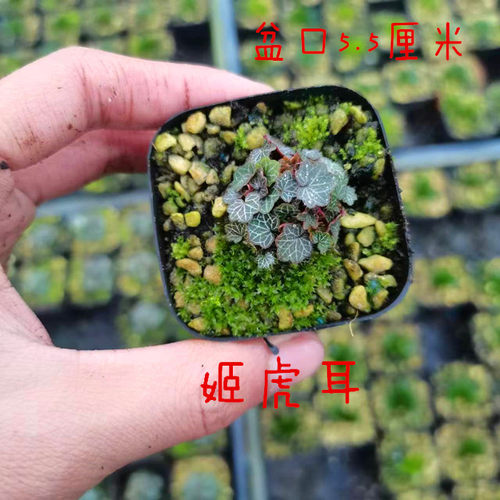 正宗日本山野草姬虎耳草姬雪之下血矛姬月季稿缦穗办公绿植盆景 - 图2
