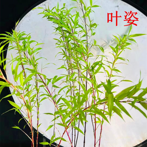 日本朱竹红寒竹紫寒竹红竹红观音竹 内门竹 室内可水培绿植盆栽 - 图3