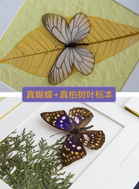 毕业礼物摆件真蝴蝶植物标本