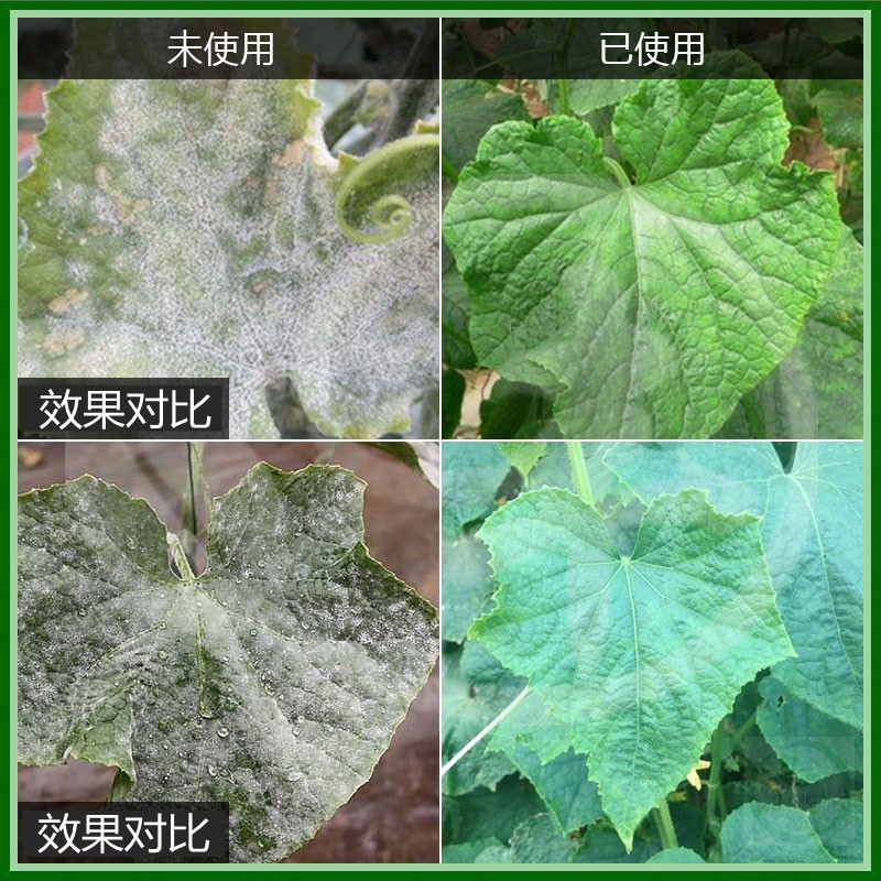 白粉病药专治专用药长寿花月季叶子发白长白粉白斑白霉病效生病药-图2