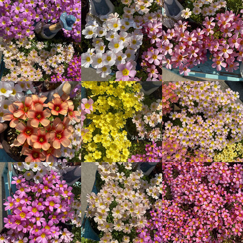 酢浆草（ob晚花系列合集二）多年生秋植球根酢浆草植物 5月发货 - 图2