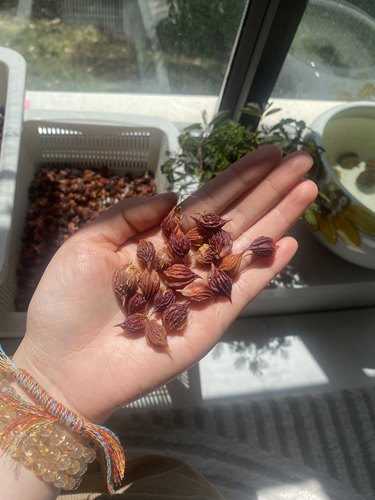 酢浆草 （ob晚花系列合集一）多年生秋植球根酢浆草植物5月发货 - 图2