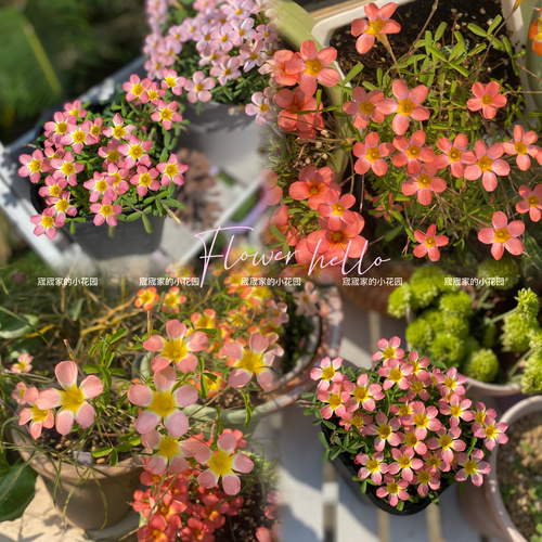 酢浆草【早花品种合集一】趣味秋植爆花球根酢浆草 酢酱草新手植 - 图3