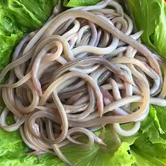 新鲜鳗鱼苗油炸鳗鱼苗椒盐鳗鱼仔厦门鳗鱼丝油筷鱼小沙鳗海鲜水产,淘宝优惠券,粉丝福利购,淘宝优惠卷