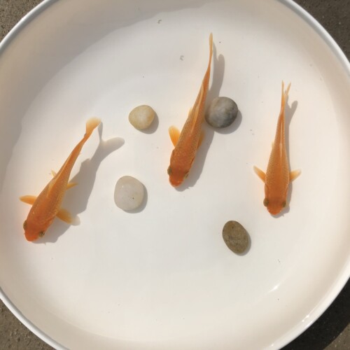 长彦锦鲤火鲤红鲤鱼闪鳞红色锦鲤活鱼好养耐活鱼苗金鱼纯红观赏鱼 - 图3