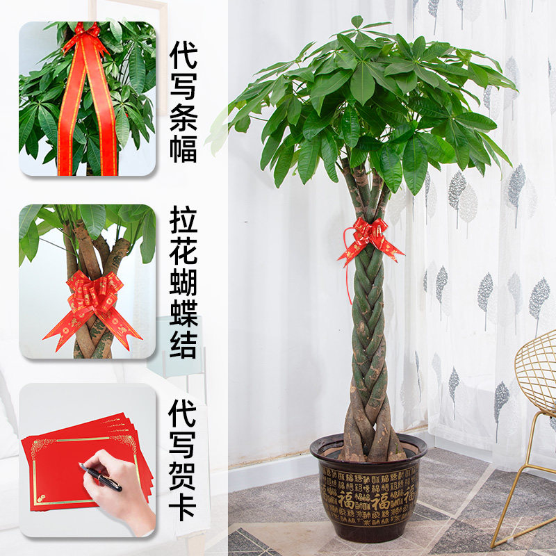 辫子发财树盆栽 大招财树盆景办公室乔迁开张除甲醛客厅室内植物,淘宝优惠券,粉丝福利购,淘宝优惠卷