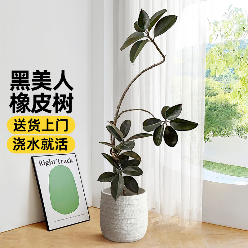 橡皮树黑金刚盆栽客厅北欧造型网红大型植物室内懒人好养易活绿植,淘宝优惠券,粉丝福利购,淘宝优惠卷