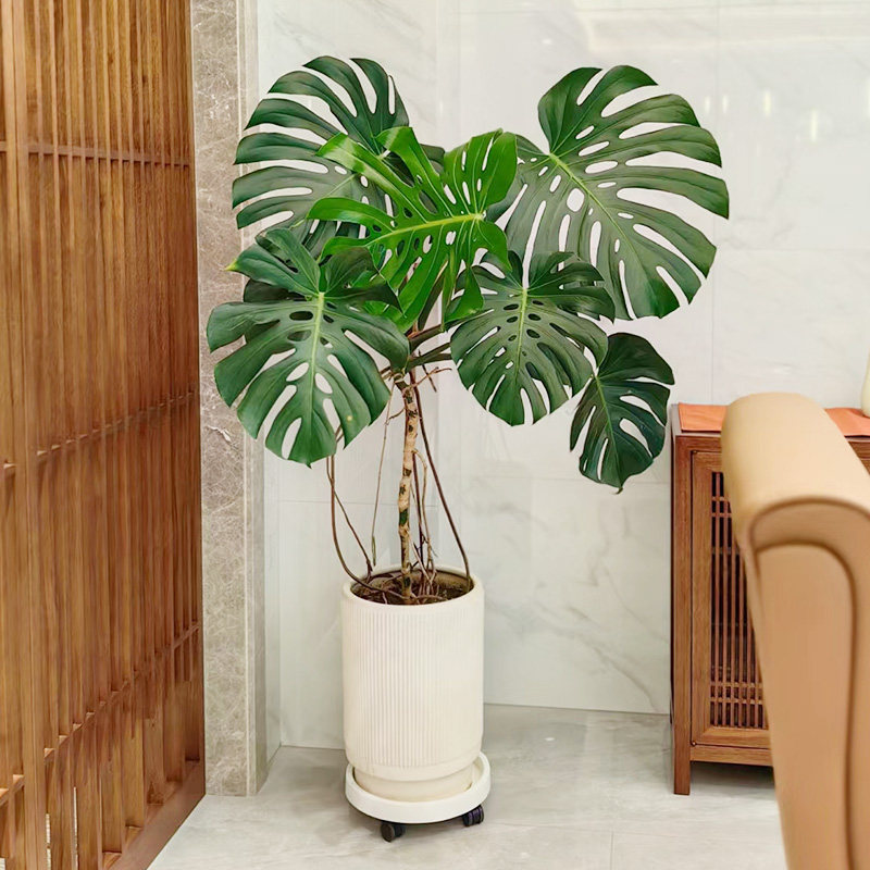 龟背竹老桩客厅大盆栽室内净化空气植物仙洞龟背懒人好养大叶绿植,淘宝优惠券,粉丝福利购,淘宝优惠卷