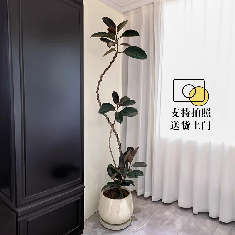 橡皮树黑金刚盆栽客厅北欧造型网红大型植物室内懒人好养易活绿植,淘宝优惠券,粉丝福利购,淘宝优惠卷