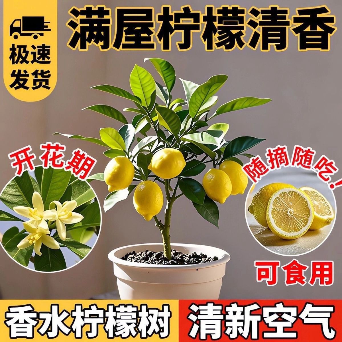 【可食用】香水柠檬树盆栽绿植老桩植物室内阳台室外四季好养可吃 - 图0