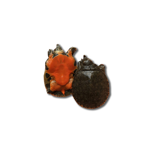 中华鳖水鱼苗甲鱼苗活体小鳖苗龙鱼活体饲料小王八苗小甲鱼苗免邮 - 图3