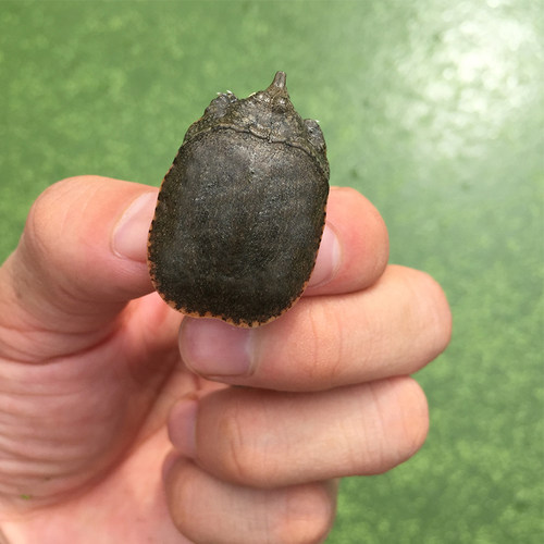 中华鳖水鱼苗甲鱼苗活体小鳖苗龙鱼活体饲料小王八苗小甲鱼苗免邮 - 图2