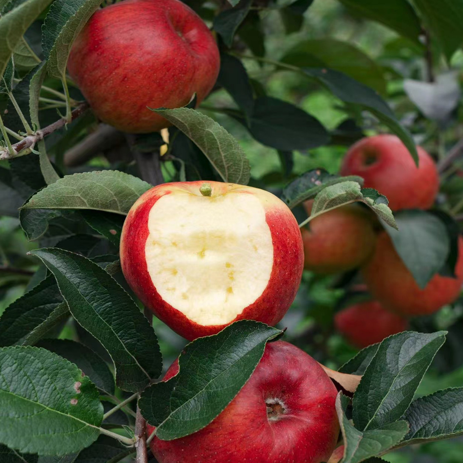 有机苹果云南富士苹果有机种植不打蜡不催红酸甜爽口时令新鲜水果,淘宝优惠券,粉丝福利购,淘宝优惠卷
