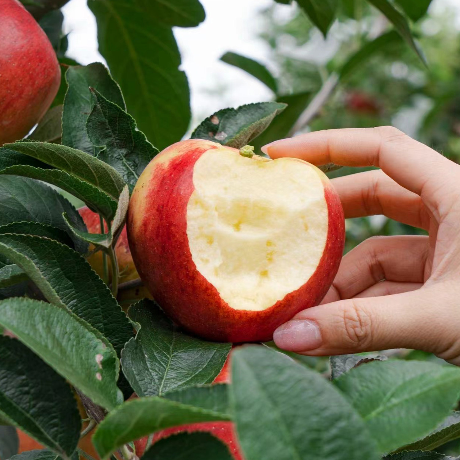有机苹果云南富士苹果有机种植不打蜡不催红酸甜爽口时令新鲜水果,淘宝优惠券,粉丝福利购,淘宝优惠卷