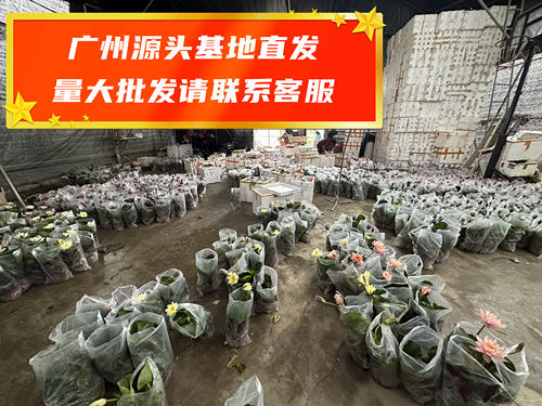 睡莲莲花原土原盆带花苞成品热带勤花丰花水养池塘户外水生植物sl - 图3