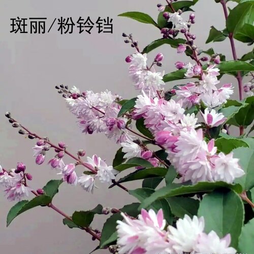 新品植物溲疏苗草莓田雪樱花粉铃铛斑丽阳台盆栽庭院地栽抗病耐寒 - 图1