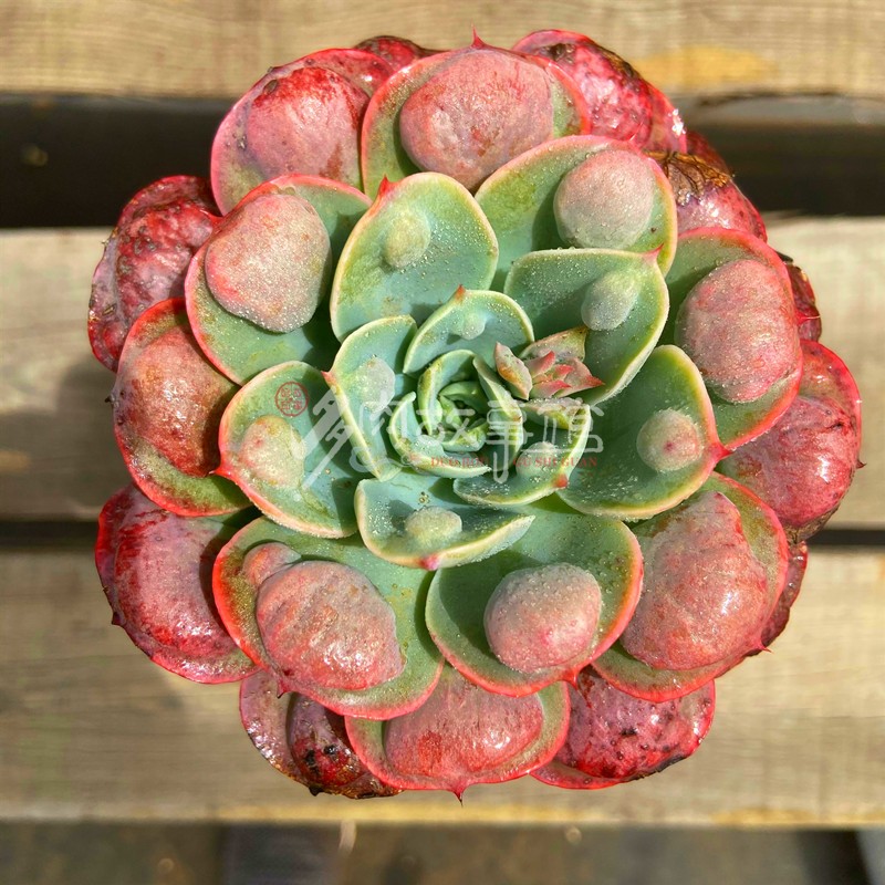 多肉植物雨滴粗杆老桩巨大带杆子老桩阳台植物窗台庭院盆栽装饰 多肉植物雨滴粗杆老桩巨大带杆子老桩阳台植物窗台庭院盆栽装饰