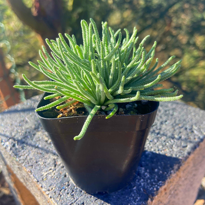 多肉植物 天赐块根稀有类型盆栽老桩玉露花卉组合室内防辐射盆栽 - 图1