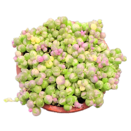 多肉植物 佛珠锦变色型非常漂亮新手推荐含盆土净化空气花卉绿植 - 图3