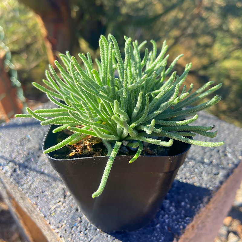 多肉植物 天赐块根稀有类型盆栽老桩玉露花卉组合室内防辐射盆栽 - 图2