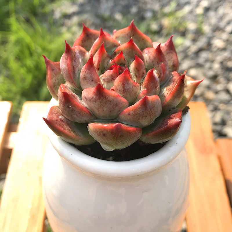 多肉故事馆 多肉植物 卡罗拉 带塑料盆栽好 防辐射精品