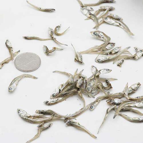 包邮出口海燕鱼干小银鱼丁香鱼小海鱼干中号鳀鱼海鲜干货 2-4CM - 图0