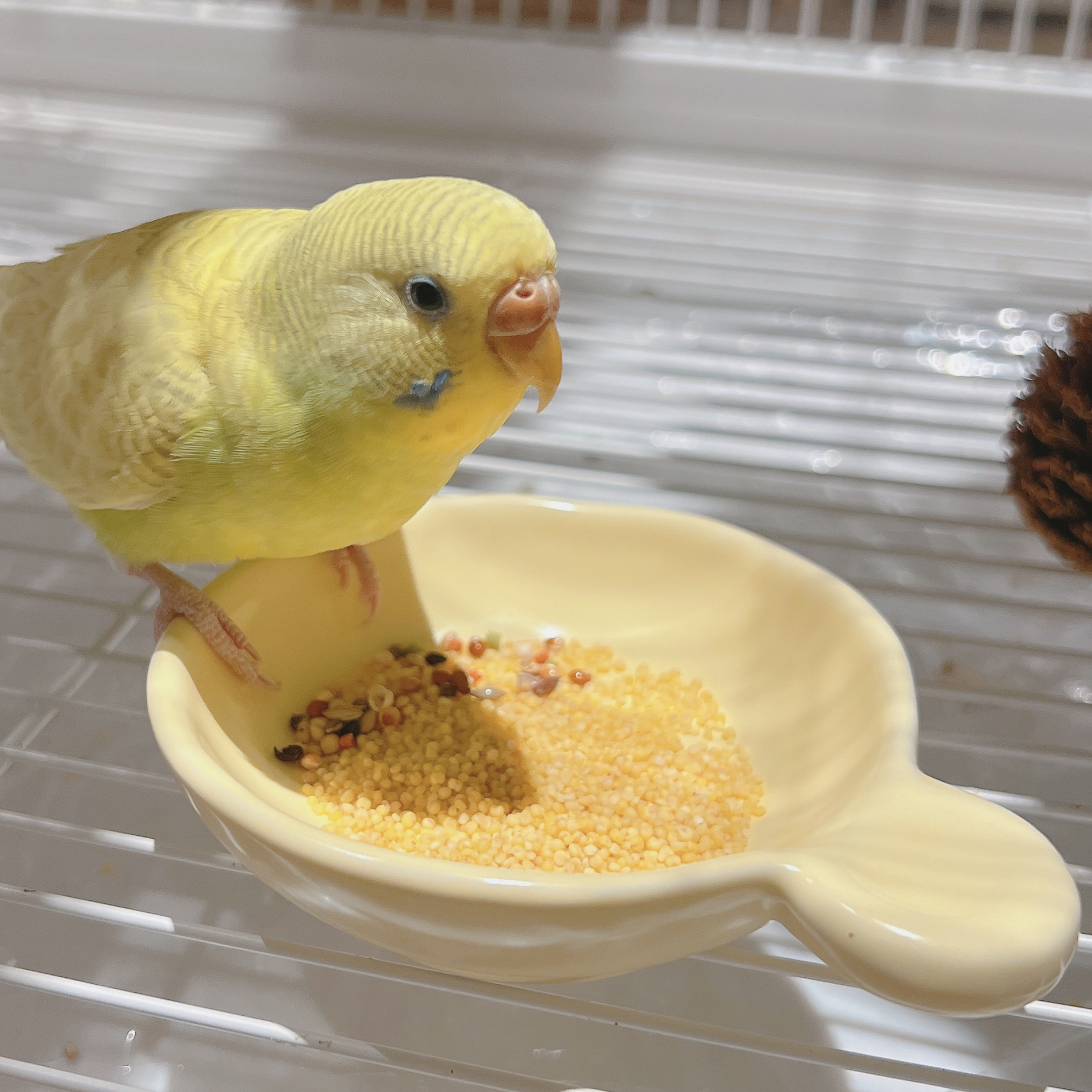 班尼宠物园 鹦鹉食盒陶瓷食盆鸟杯防打翻食碗学吃小型宠物鸟用品,淘宝优惠券,粉丝福利购,淘宝优惠卷