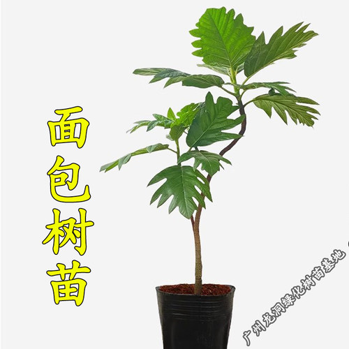 面包树苗盆栽绿植面包树小苗四季常绿庭院花卉植物南北方种植 - 图3
