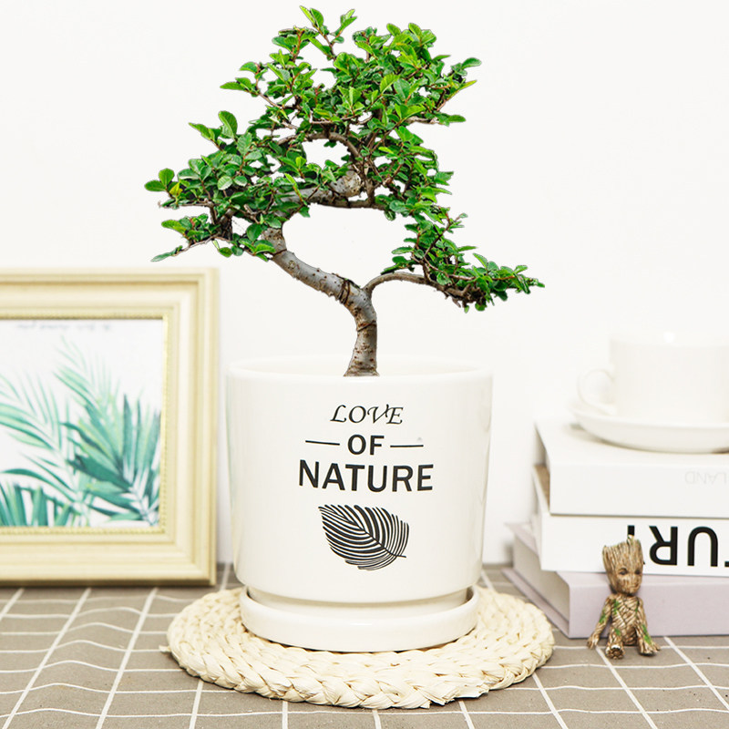 榆树盆栽绿植老桩小叶造型盆景室内书房桌面好养易活四季常青美观,淘宝优惠券,粉丝福利购,淘宝优惠卷