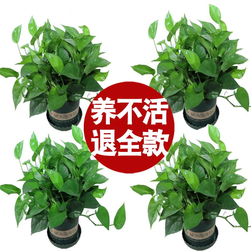 绿萝盆栽室内吸甲醛植物长藤大绿箩土水培养客厅花卉吊兰盆景包邮