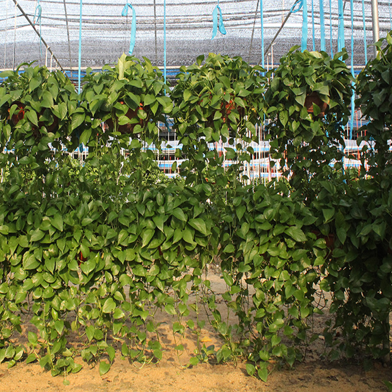 大盆长藤绿萝吊兰垂吊植物盆栽特大号室内大叶