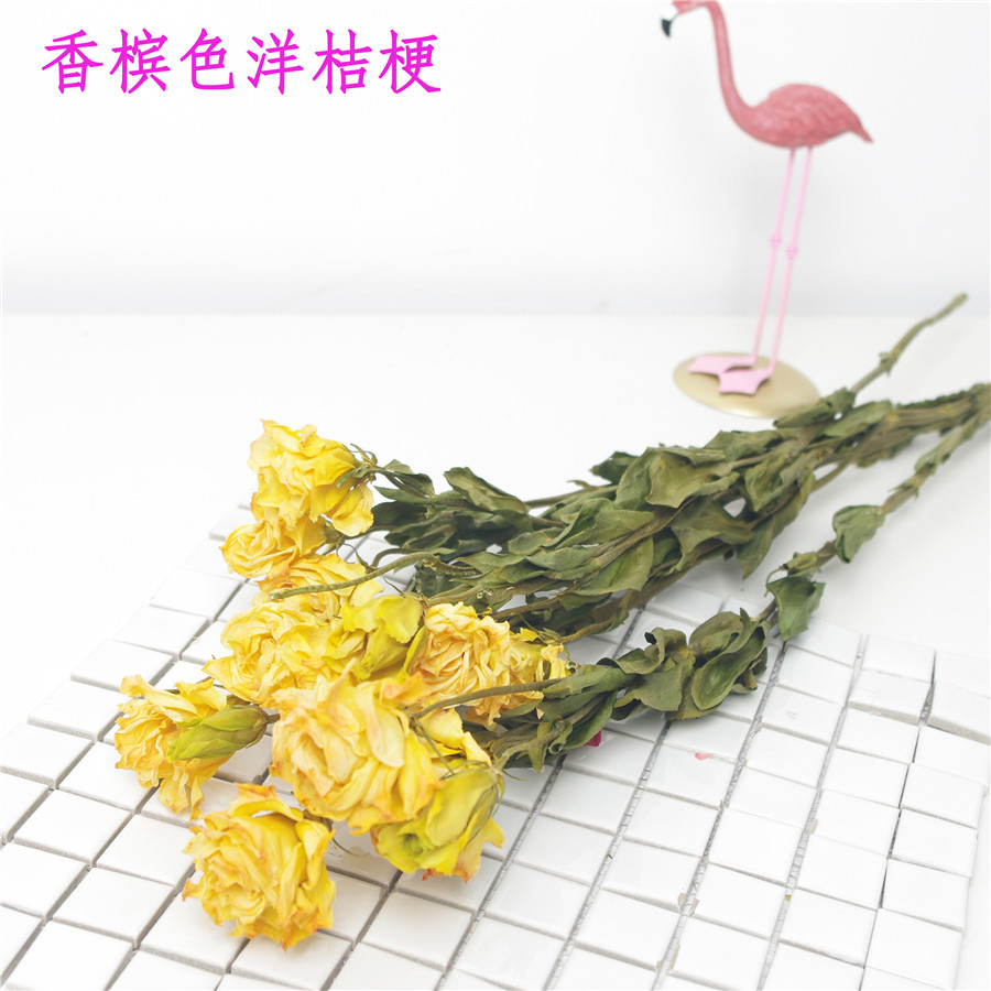 洋桔梗干花真花自然花束ins北欧风森系客厅家居摆设插花拍摄道具