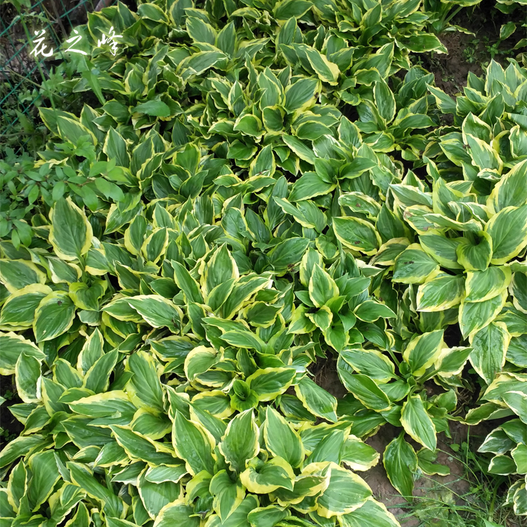 庭院地被植物玉簪花苗盆栽玉簪绿植玉簪苗大彩叶花镜耐阴植物阳台-图0