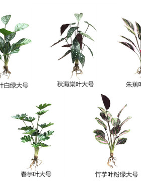 高仿真把束绿植家居花箱装饰绿植 春芋叶朱蕉叶海棠叶竹芋叶带根