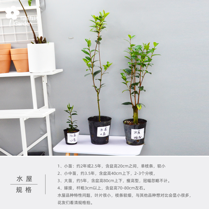 斑水屋茶花盆栽小苗沃特豪斯粉红可爱清新常绿植物户外阳台龙岩 - 图1